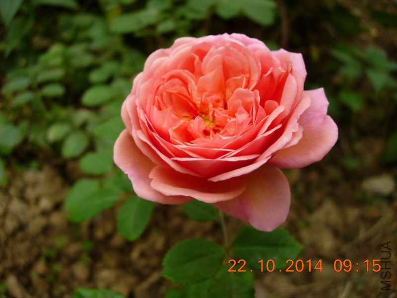 DSCN9515_resize.JPG