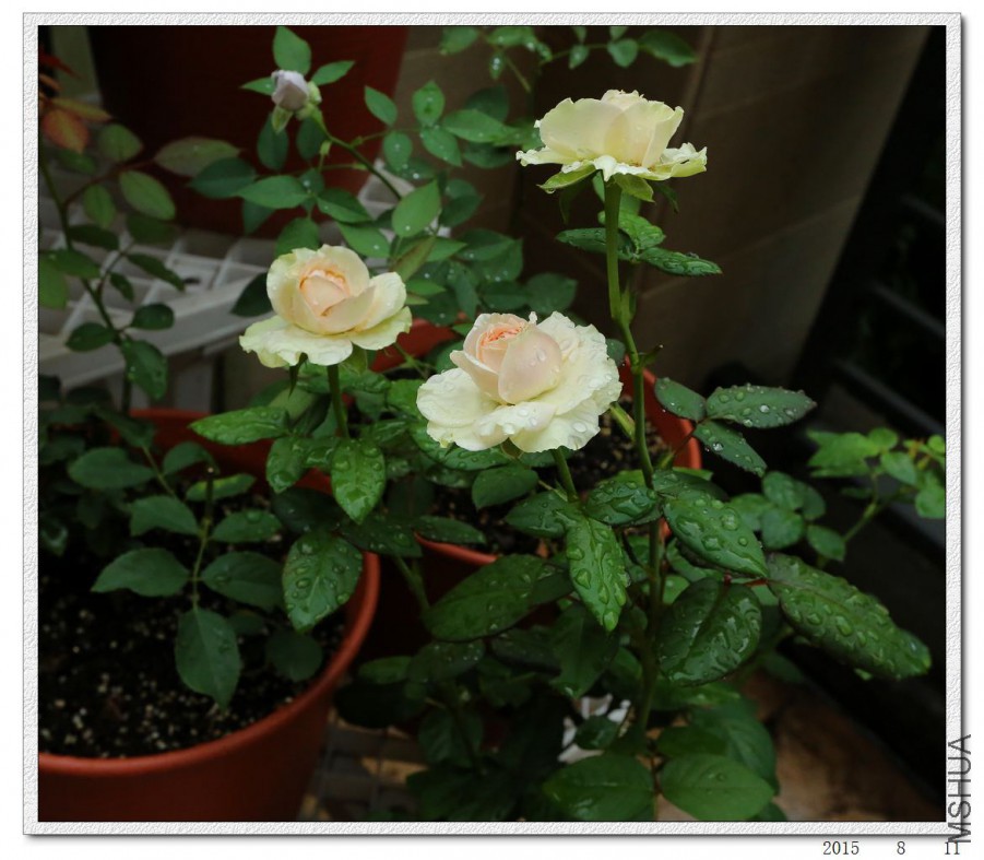 2015081101.jpg