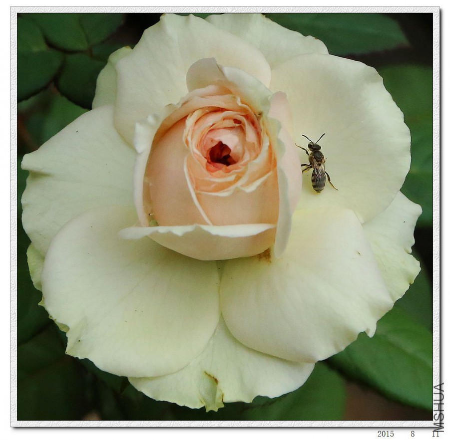 2015081105.jpg