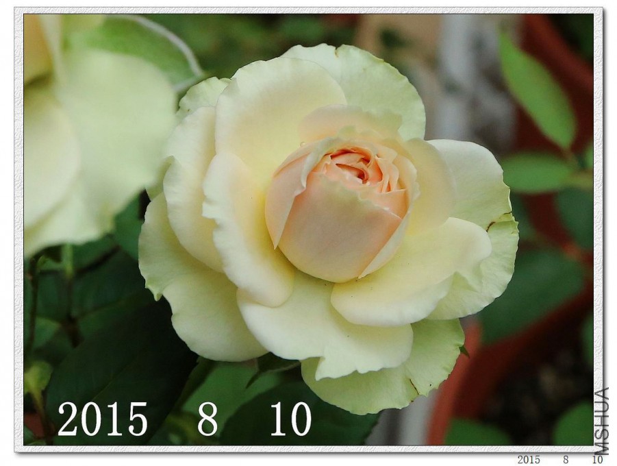 2015081003.jpg