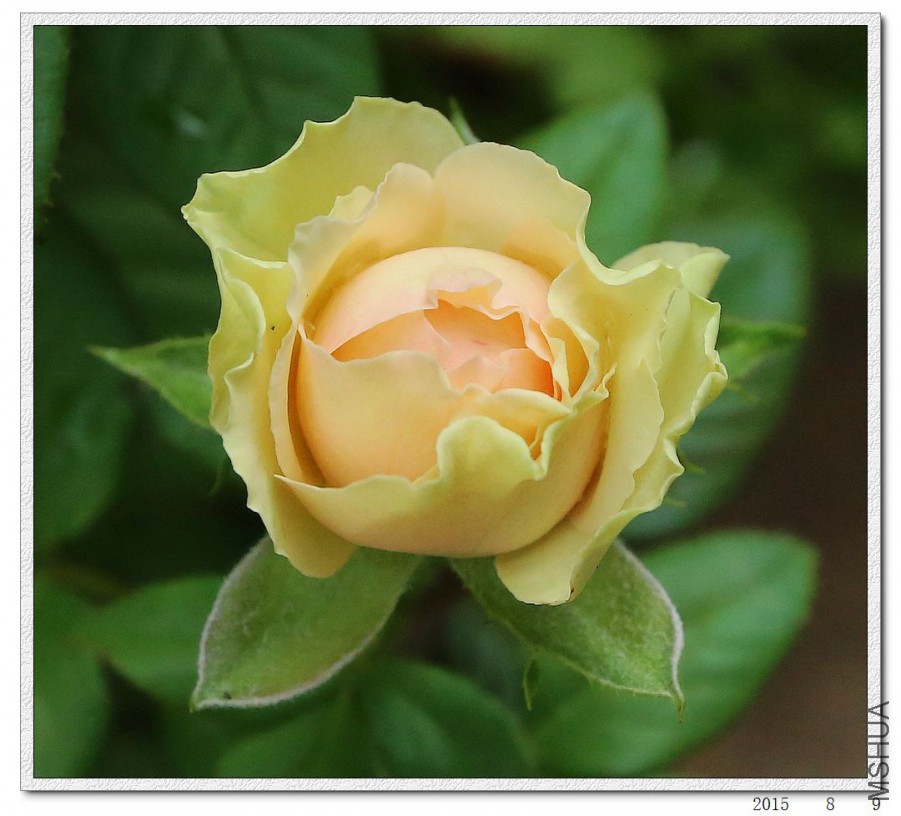 2015080907.jpg