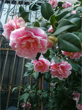 QQͼƬ20150811161314.png