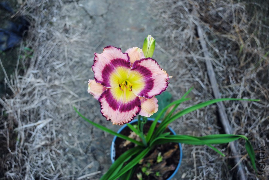 F1-810����ʵ� (6).jpg