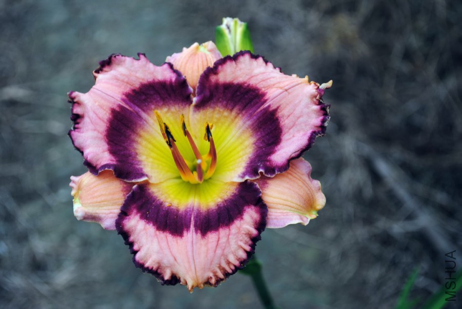 F1-810����ʵ� (2).jpg