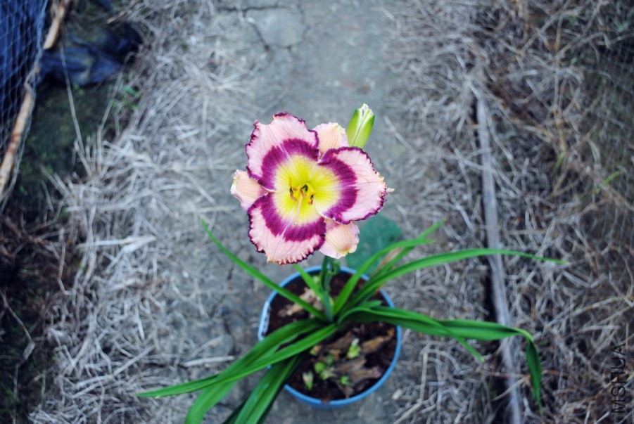 F1-810����ʵ� (4).jpg