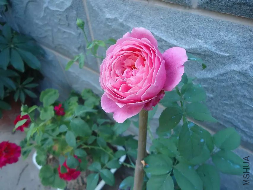 psb (9).jpg
