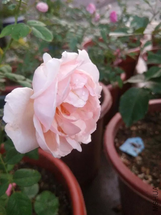 ���������ڻ��������ˣ����󣬵�������׿���