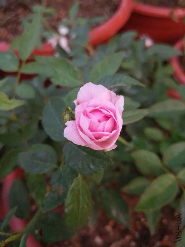 �鼪��Ϊʲô��������ôС������û��