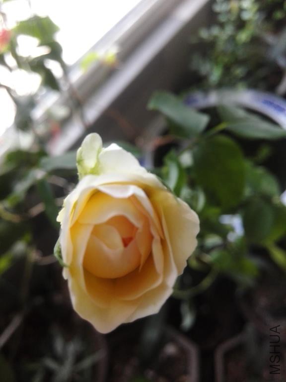 IMG_20150810_174843.jpg