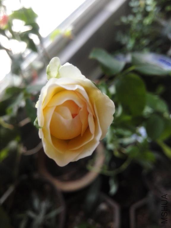 IMG_20150810_174846.jpg