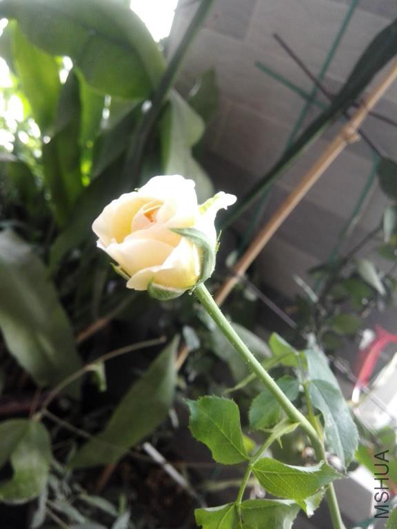IMG_20150810_174858.jpg