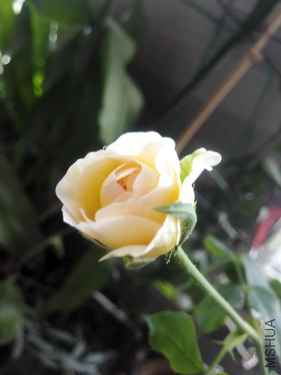 IMG_20150810_174911.jpg