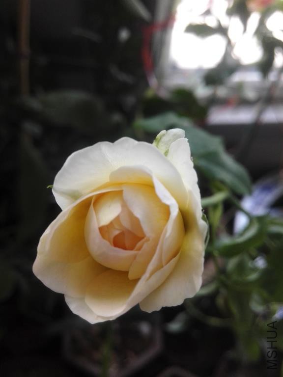 IMG_20150811_071230.jpg
