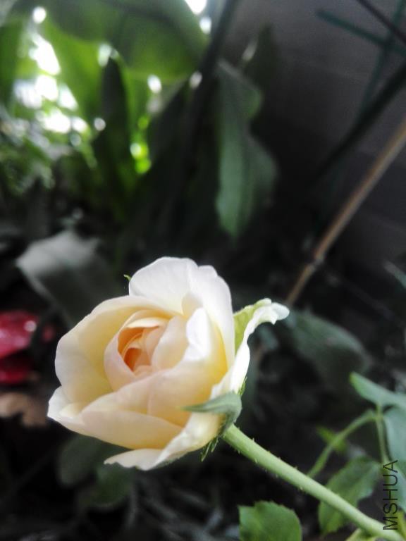 IMG_20150811_071242.jpg