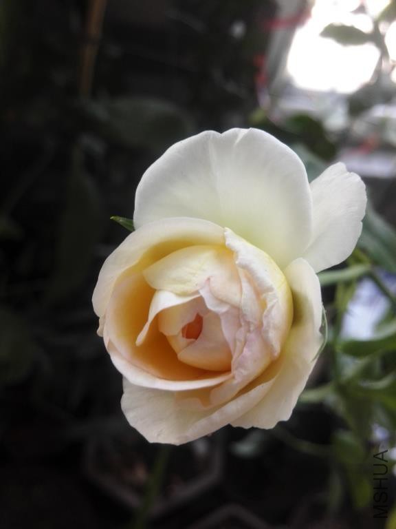 IMG_20150812_070342.jpg