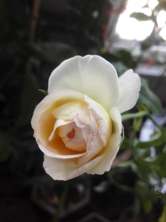IMG_20150812_070344.jpg