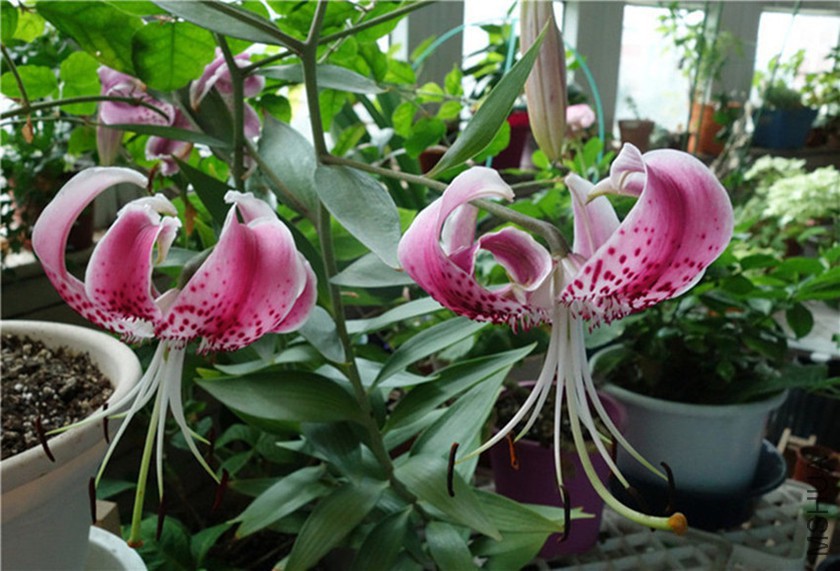 flower2015 1816.jpg