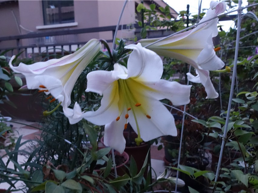 flower2015 1631.jpg