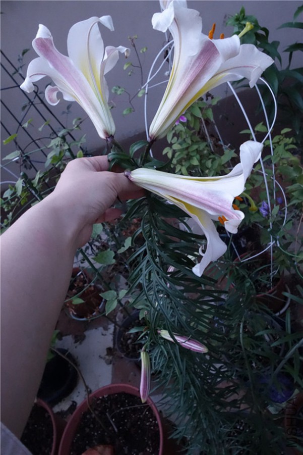 flower2015 1637.jpg