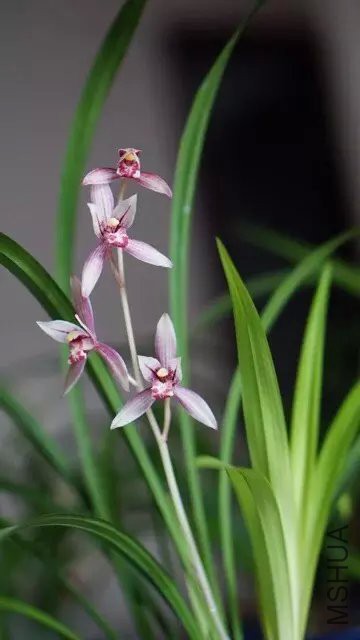 ��6psb(5).jpg