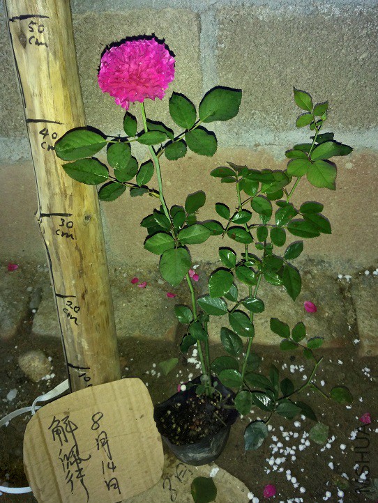 IMG_20150814_185802.jpg