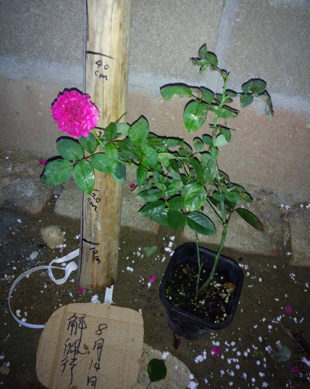 IMG_20150814_190128.jpg