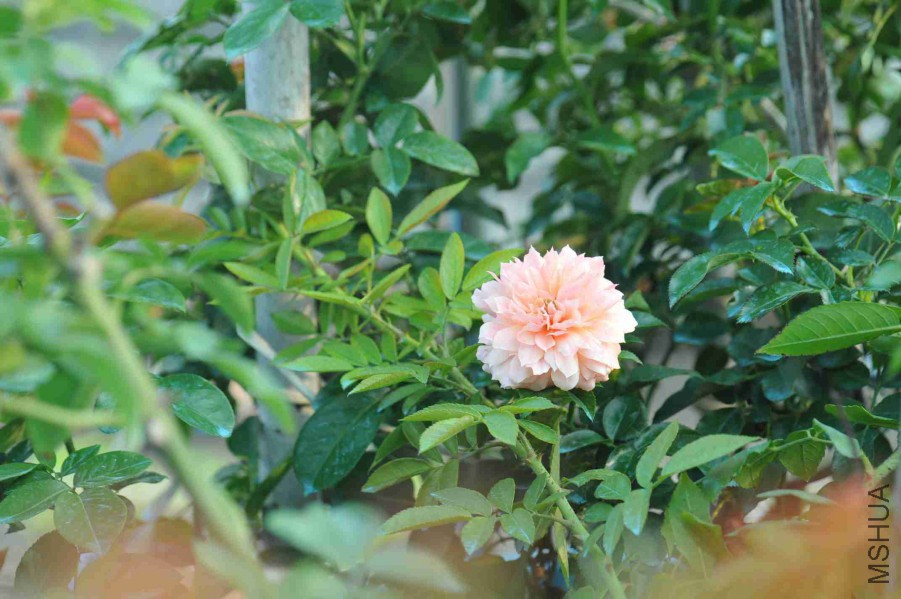 DSC_5233_����.jpg