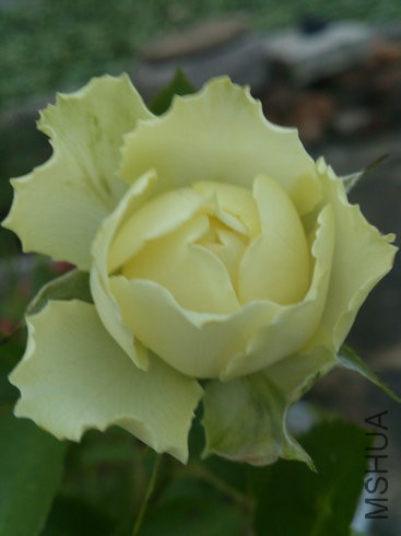 DSC_4376.jpg