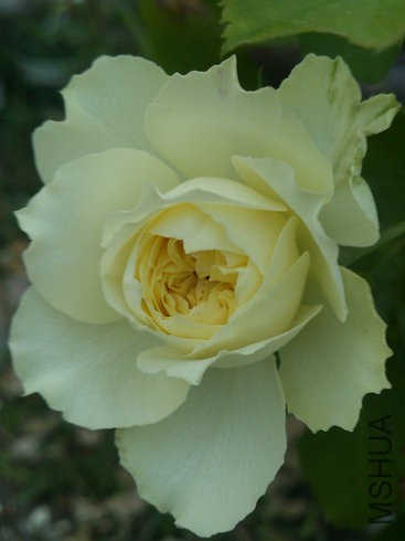 DSC_4378.jpg