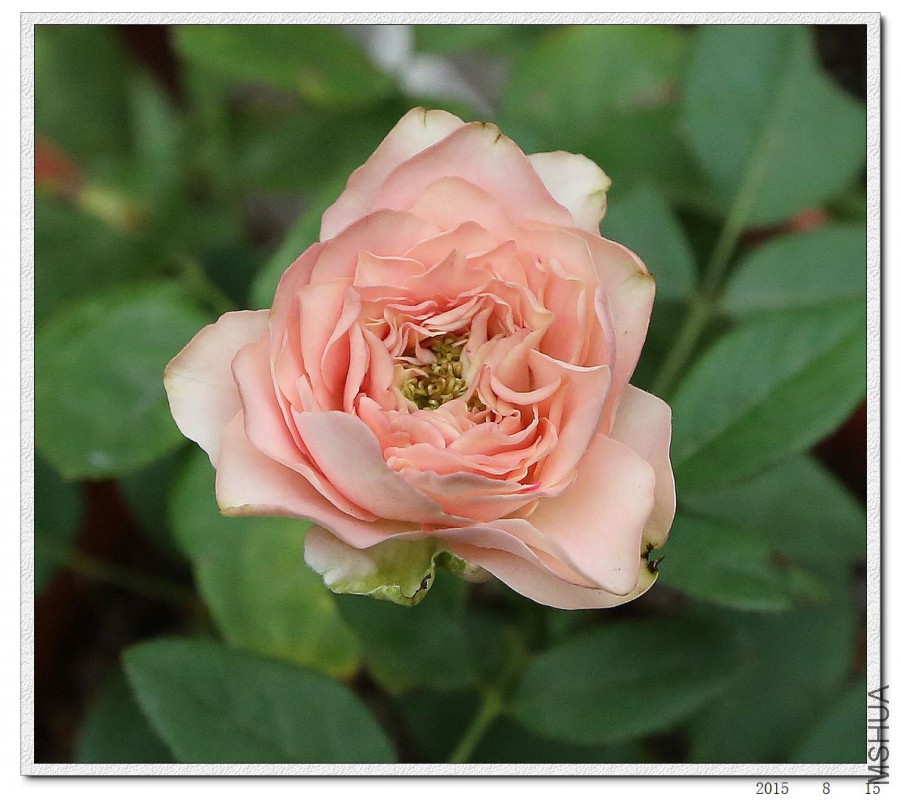 2015081505.jpg