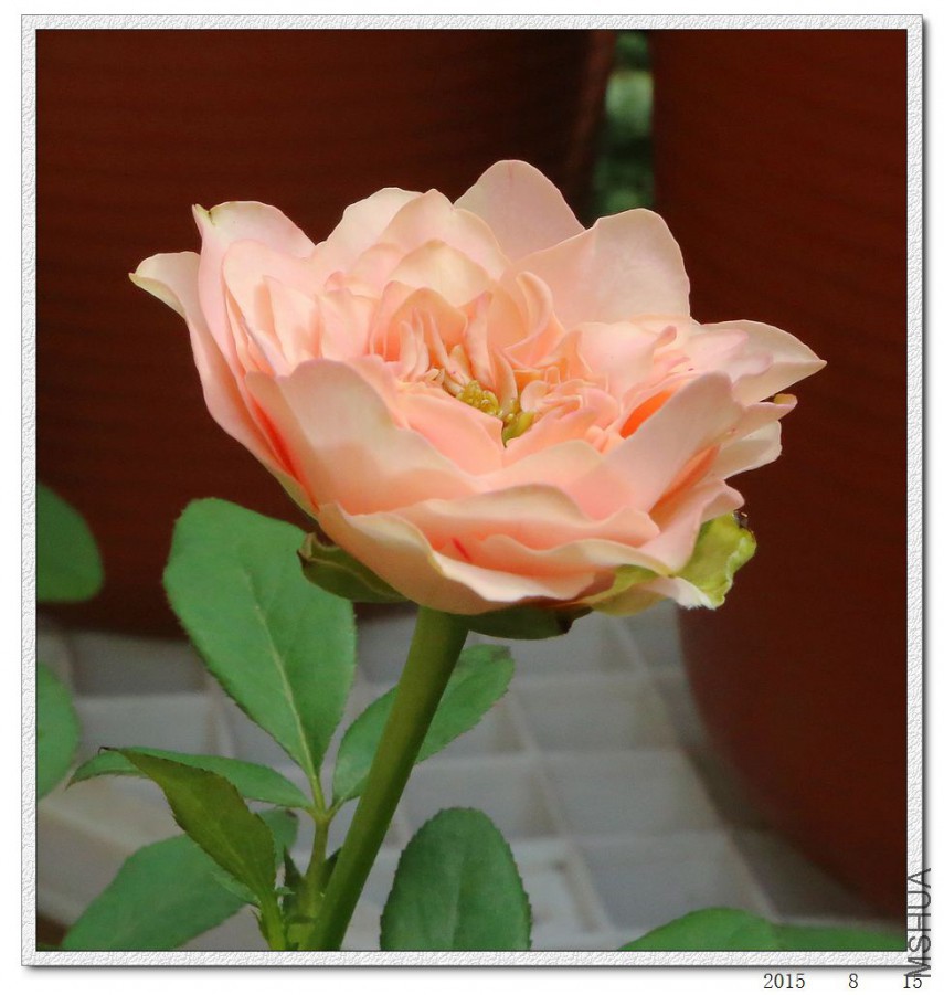 2015081503.jpg