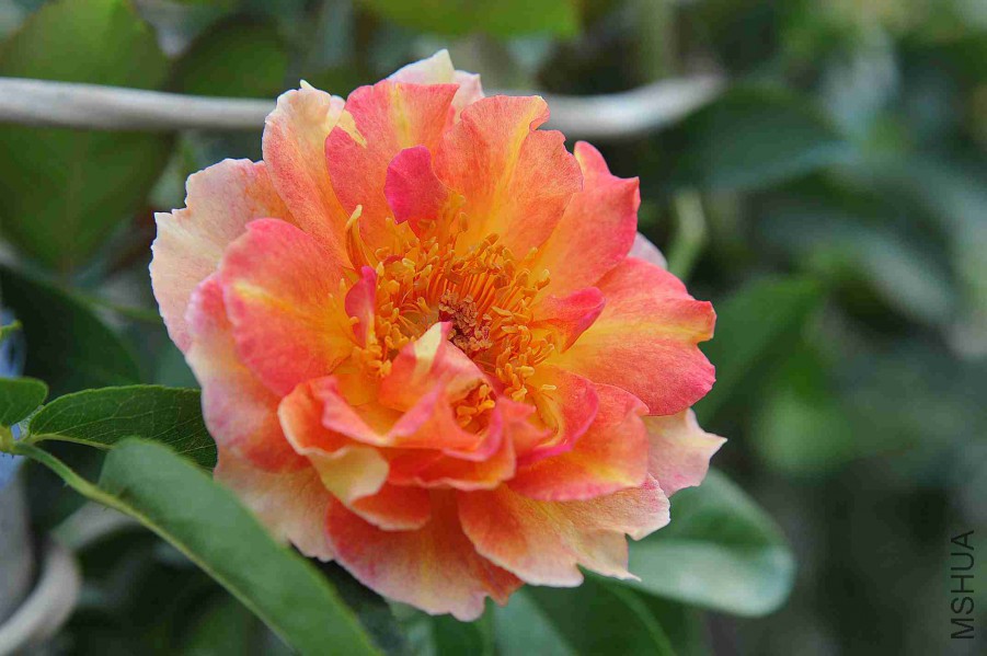 DSC_5417_����.jpg