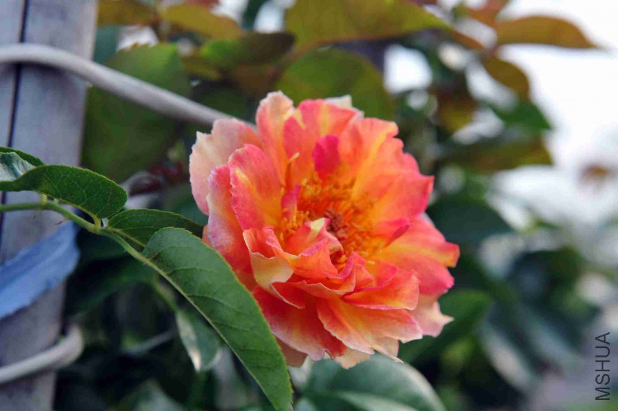 DSC_5380_����.jpg