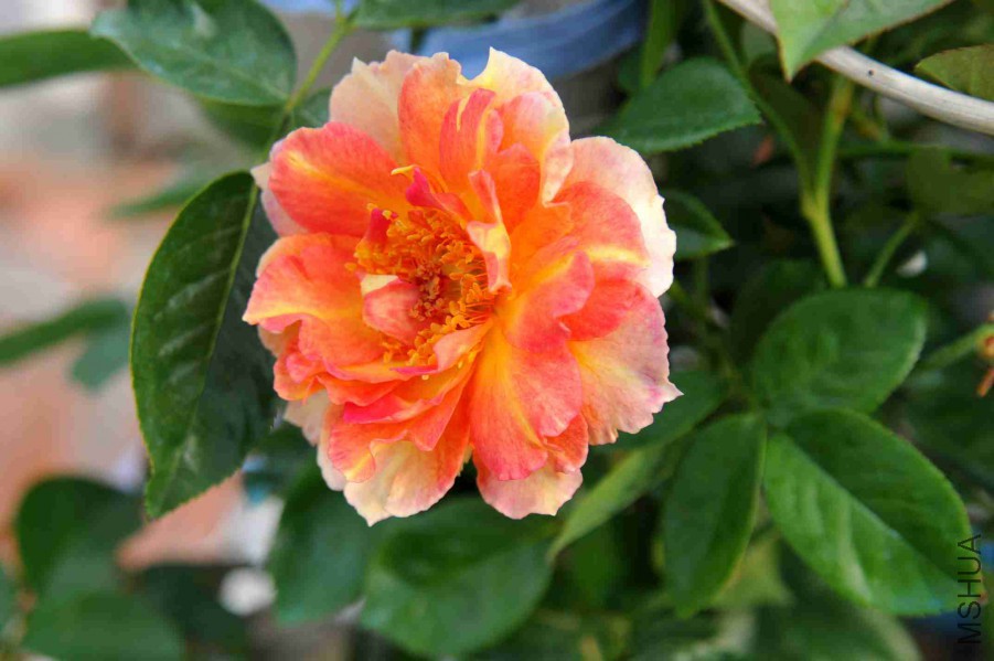 DSC_5384_����.jpg