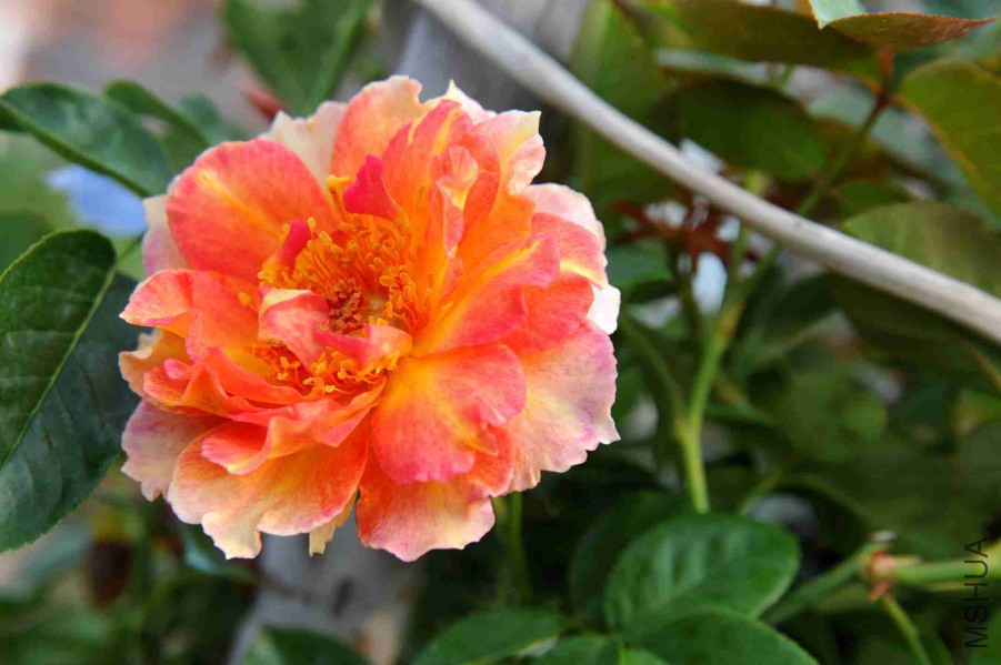 DSC_5385_����.jpg