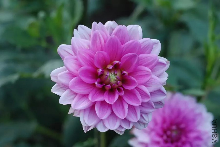 psb (17).jpg