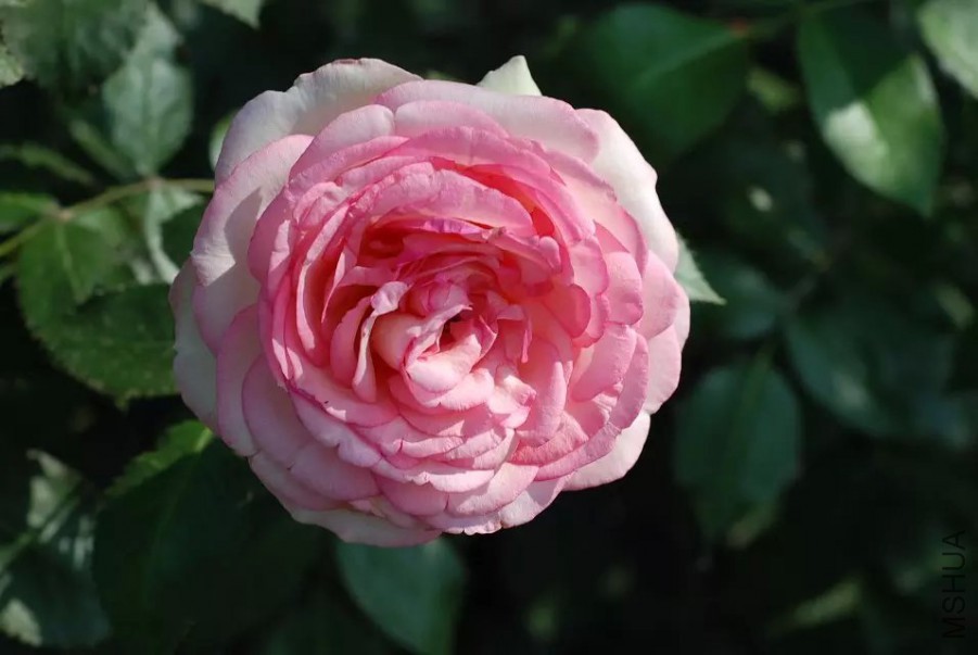 psb (12).jpg