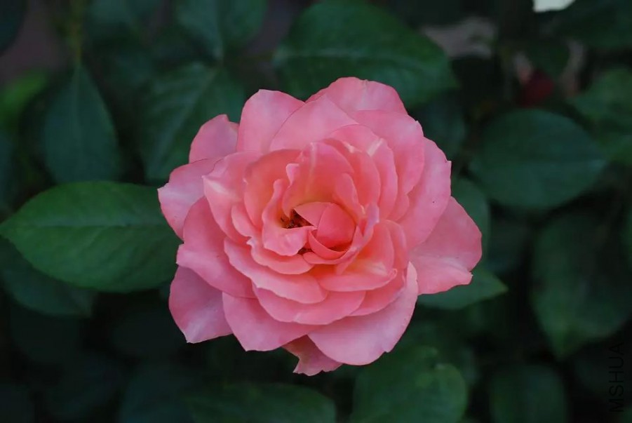 psb (16).jpg
