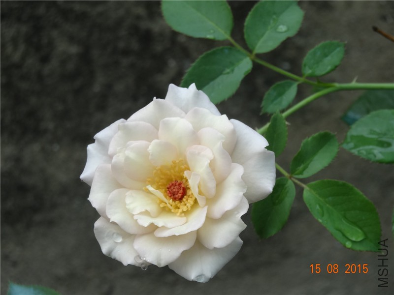 DSC04691.jpg