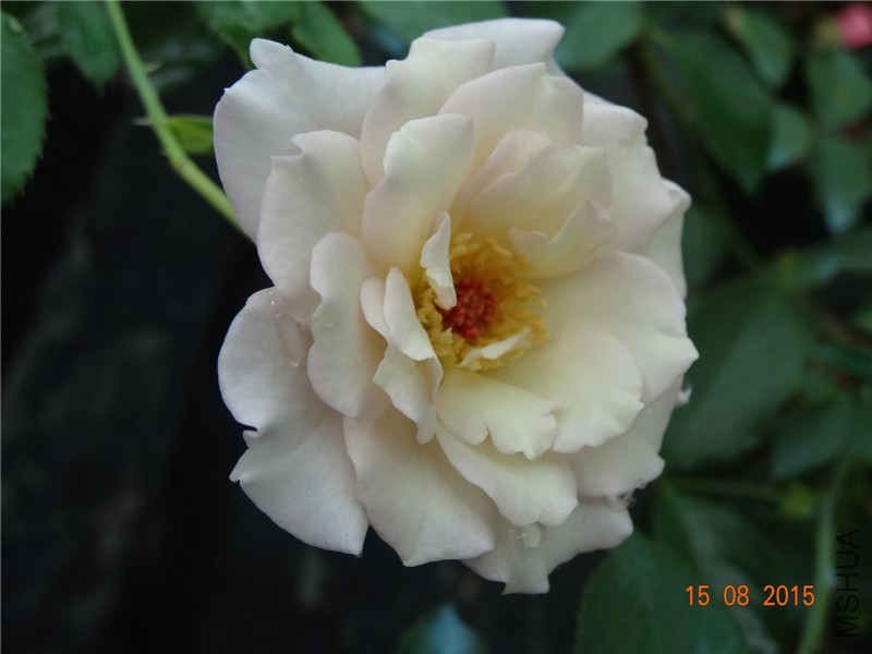 DSC04639.jpg
