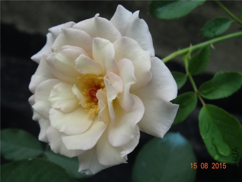 DSC04641.jpg