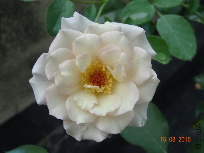 DSC04640.jpg