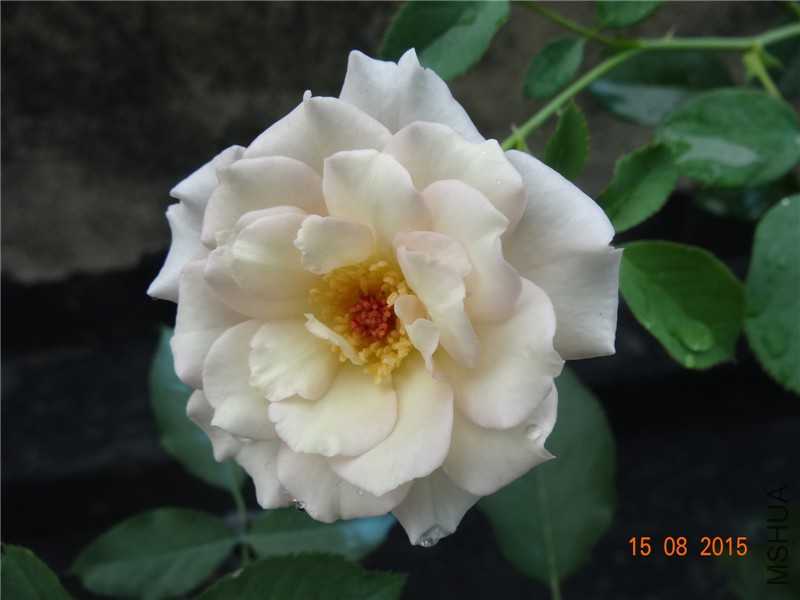 DSC04643.jpg