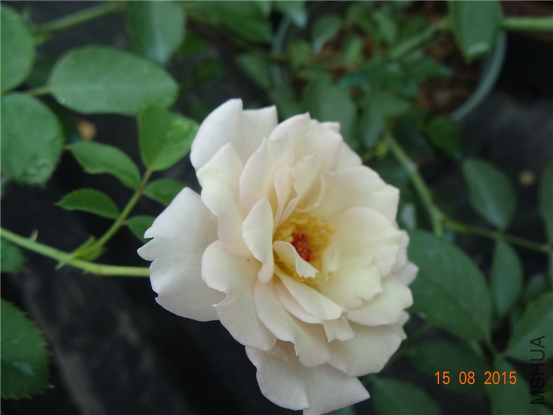 DSC04642.jpg