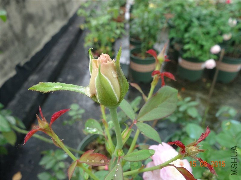 DSC04644.jpg