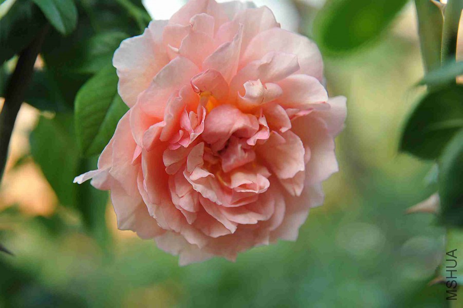 DSC_5267_����.jpg