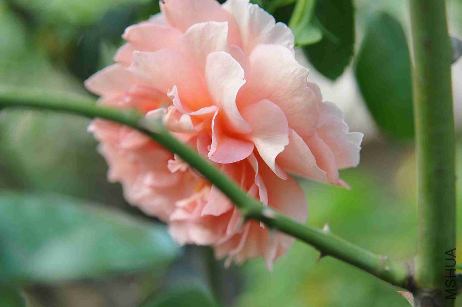 DSC_5268_����.jpg
