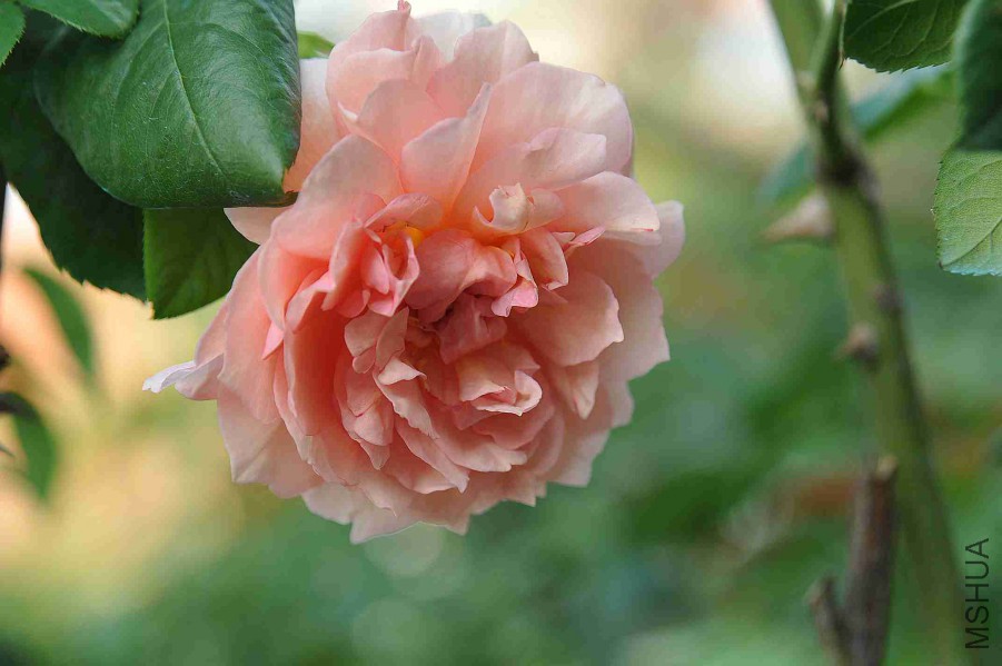 DSC_5269_����.jpg