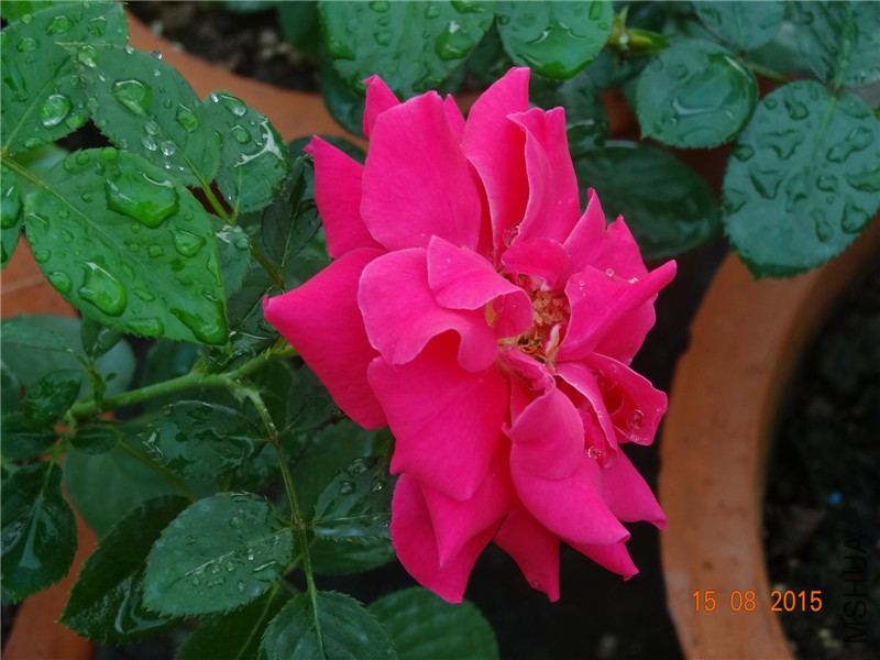 DSC04712.jpg
