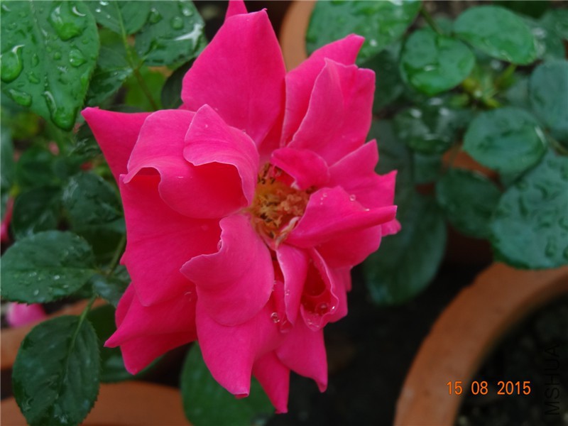 DSC04713.jpg